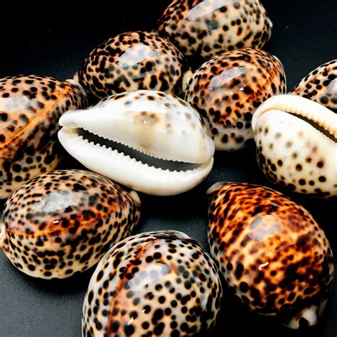 Polished Tiger Cowrie Sea Shell Premium Quality Rare Natural Etsy