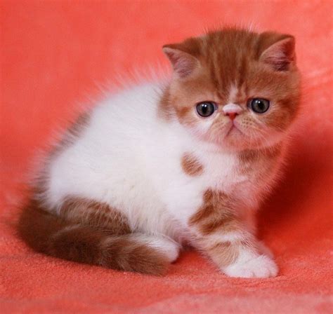 They have a thick coat that comes in many colors and patterns. Exotic Shorthair Cats For Sale | Sacramento, CA #100404
