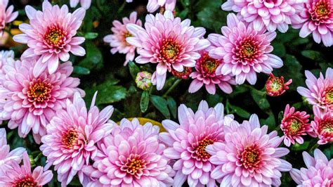Chrysanthemum Pink Flowers Ultra Hd Wallpapers For Desktop Mobile