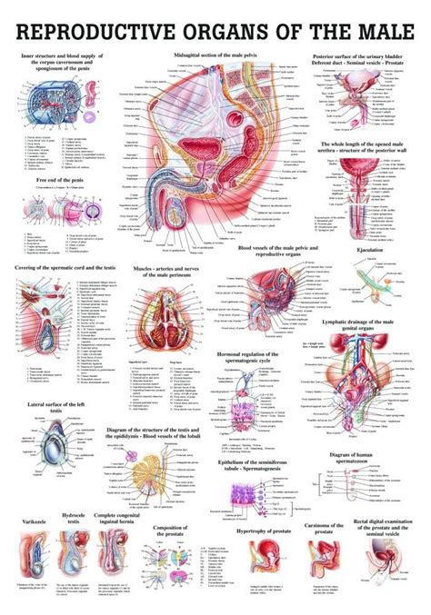 Human anatomy for muscle, reproductive, and skeleton. Human Male Reproductive Organs Poster - Clinical Charts ...