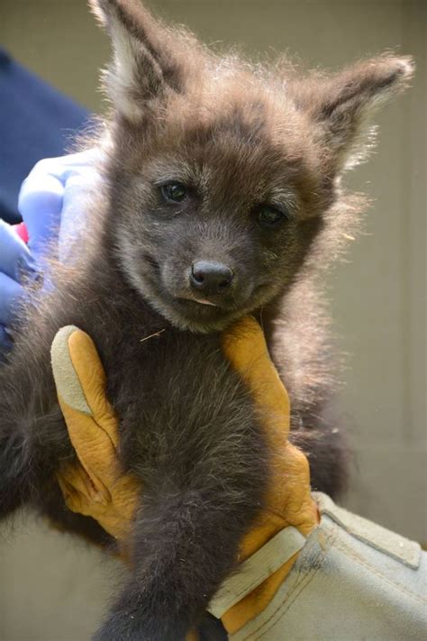 Maned Wolf Pups At Greensboro Science Center Zooborns