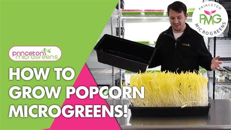 How To Grow Popcorn Microgreens Youtube