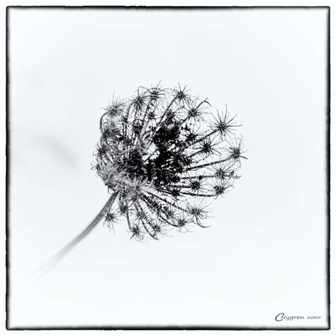 Daucus Carota Queen Anne S Lace On Snow EOS 10s W EF28 80 Flickr