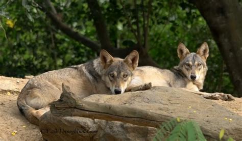 10 Wildlife Sanctuary To Spot Wild Wolf In India
