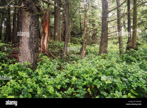Hike Through The Rainforest Vancouver Island Canada Stock Photo Alamy