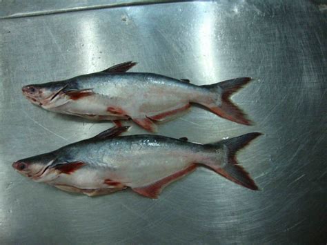 Frozen Whole Basa Pangasius Fish Productsvietnam Frozen Whole Basa