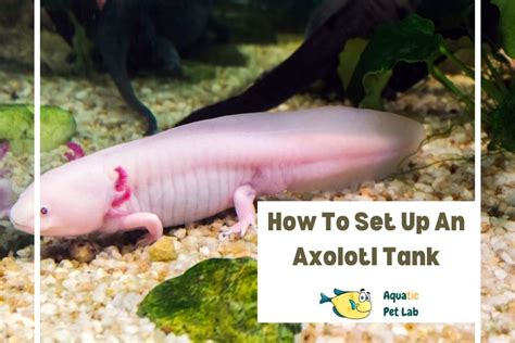 How To Set Up An Axolotl Tank Step By Step Setup And Care Guide My