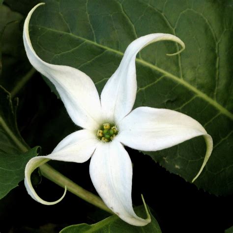 Maybe you would like to learn more about one of these? White star shaped flower | purplekey | Flickr