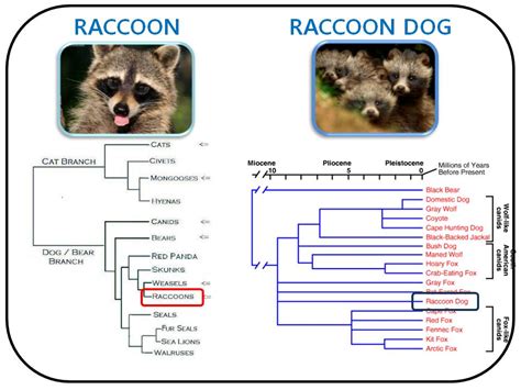 Kaist Raccoon Dog Introduction