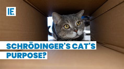 what does schrödinger s cat explain to us youtube