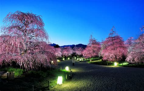 Sakura Trees In Tokyo At Night