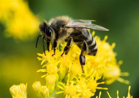 Macro Biene Foto And Bild Tiere Wildlife Insekten Bilder Auf
