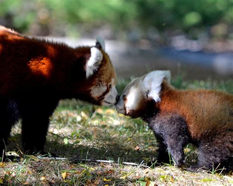 Adorable Red Panda Cub Makes Public Debut At Detroit Zoo