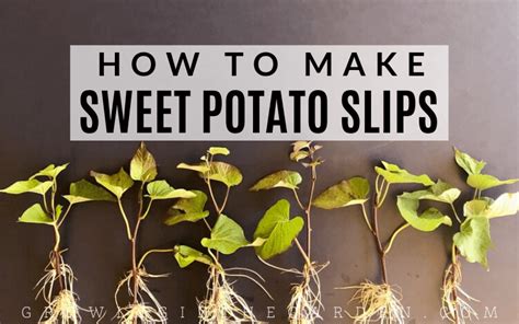 A Fast And Easy Way To Make Sweet Potato Slips Growing In The Garden