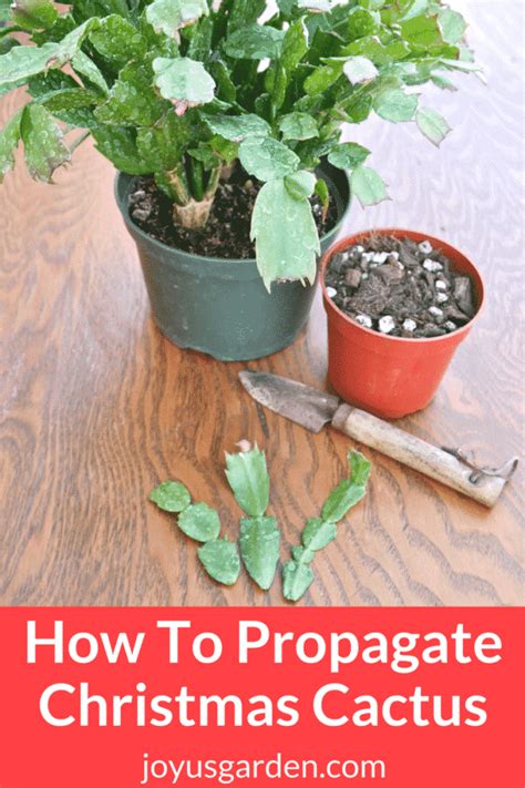 How to propagate christmas cactus in 7 steps. How To Propagate Christmas Cactus By Stem Cuttings ...