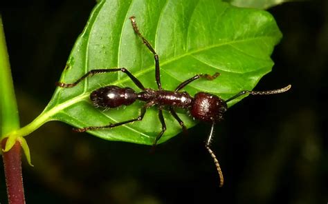 Bullet Ants Identification Bites Habitat And Control Ant Hacks