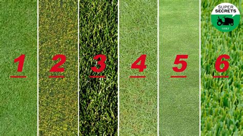 6 Grass Types Every Golfer Should Know And How Each Affects Your Game