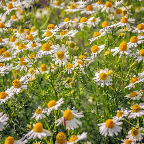 Herb German Chamomile Matricaria Recuita Premier Seeds Direct