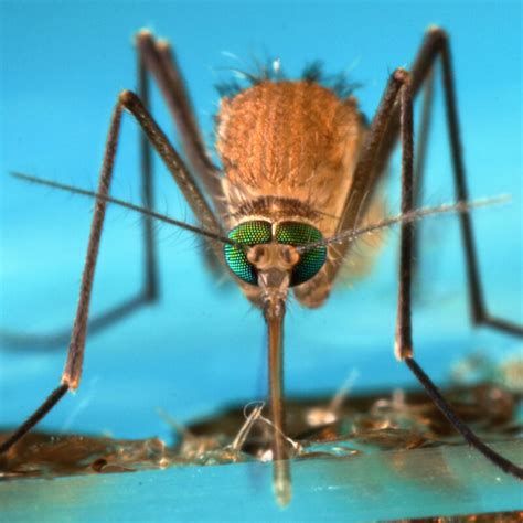 Why Mosquitoes Dont Die Of Malaria