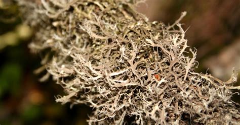 Make sure that your garden hose or a nearby faucet does not constantly supply water. How to Remove Dead Moss From a Lawn | eHow UK