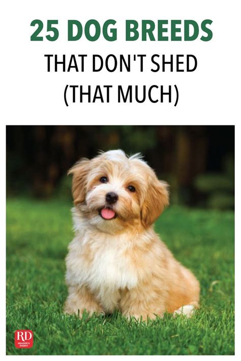 25 Dog Breeds That Dont Shed That Much Dog Breeds That Dont Shed