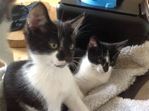 2 Black And White Male Kittens Hartlepool County Durham