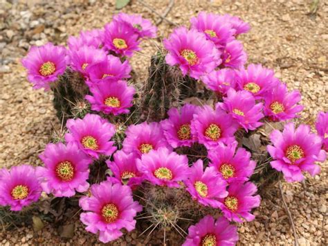 Strawberry cactus, strawberry hedgehog cactus, green strawberry, green strawberry hedgehog, banana cactus, alicoche echinocereus enneacanthus is a cactus with cylindrical stems, forming dense or lax clumps either loose decumbent or erect, with 20 to 100 branches, usually. Echinocereus enneacanthus (Strawberry Cactus) | World of ...