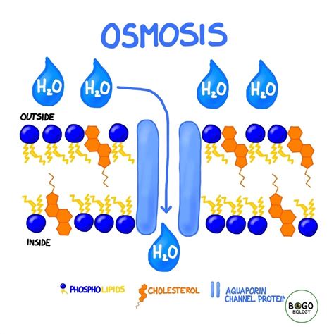 Osmosis Cell Membrane