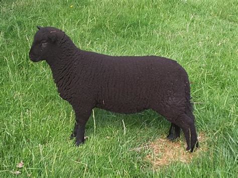 Black Welsh Mountain Sheep Ewes