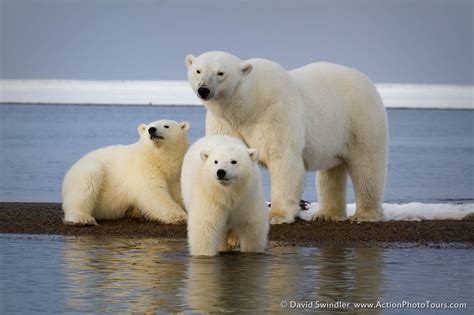 Photographing Alaskan Polar Bears Part 2 Action Photo