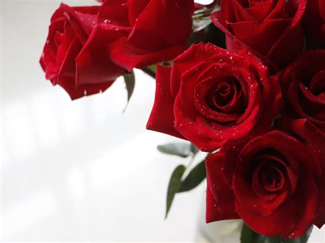 descubra 48 kuva envoyer une rose rouge vn