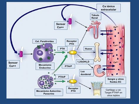 Homeostasis Del Calcio Dietas De Nutricion Y Alimentos