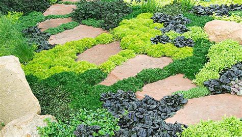 The Best Types Of Ground Covers For Your Backyard