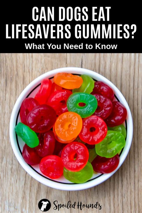 And it's of course an amazing culinary ingredient. Can Dogs Eat Gummy Bears? What to Know about Dogs and Gummies