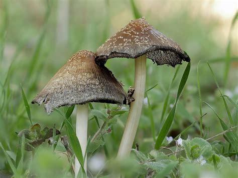 Am Wegesrand Foto And Bild Natur Pilze Pilzecke Bilder Auf
