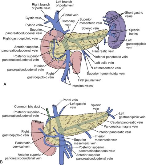 Pancreas Normal Anatomy And Examination Techniques Radiology Key