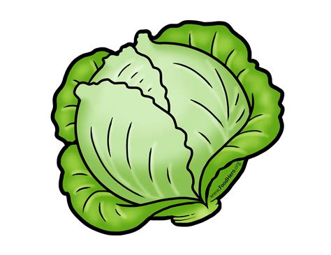 Cabbage Clipart Drawing Cabbage Drawing Transparent Free For Download