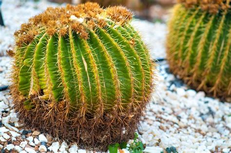 Green Round Tropical Cactus Plants With Sharp Spines Growing On A