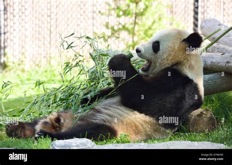 Er Shun Giant Panda Eating Bamboo At Toronto Zoo Stock Photo Alamy