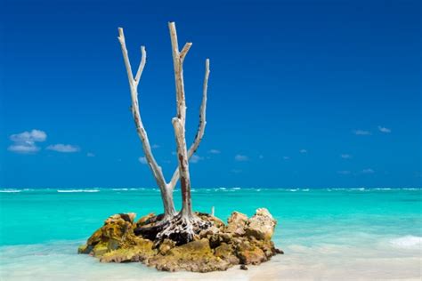 Dry Tree On A Tropical Beach Free Stock Photo Public