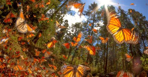 El Santuario De La Mariposa Monarca Top Adventure