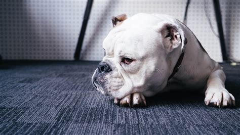 We look at these two awesome breeds and compare size, temperament, puppy costs & more. French Bulldog vs. English Bulldog: How to Choose the ...