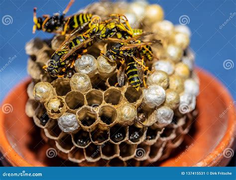 Macro Picture Of Wasps Sitting On Its Wasp Nest Stock Image Image Of