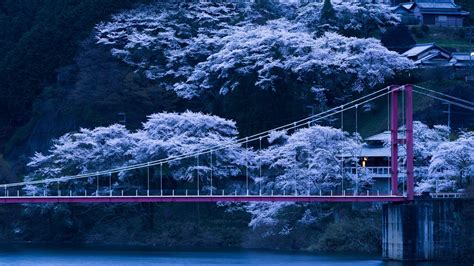 Japanese Sakura Wallpapers Top Free Japanese Sakura Backgrounds