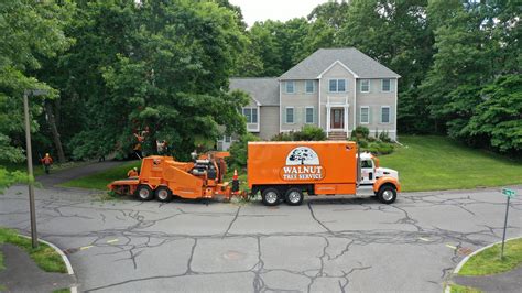 About Our Tree Removal Services In Stoughton Ma Walnut Tree Service