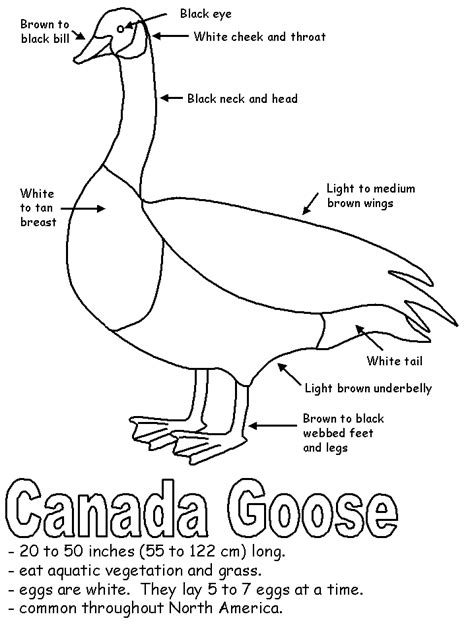 canada goose with labels