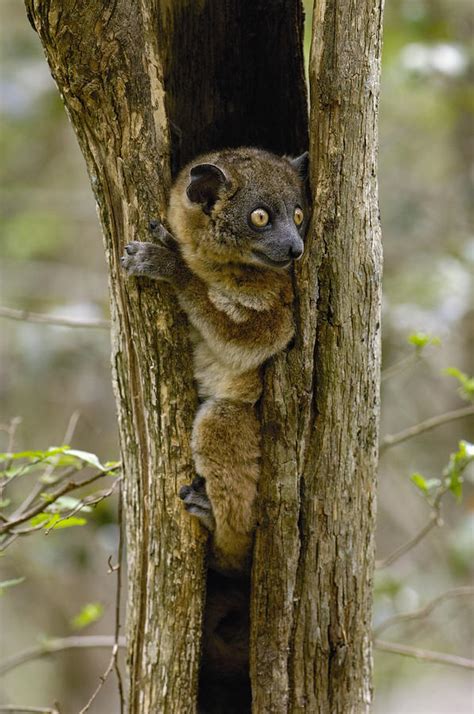 Red Tailed Sportive Lemur Lepilemur Photograph By Pete Oxford Fine