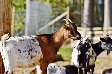 염소 농장 동물 빌리 국내 Pixabay의 무료 사진