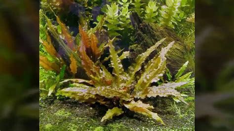 Cryptocoryne wendtii 'mi oya'is a very vigorous cryptocoryne that will grow equally well as an aquarium plant or as a terrarium plant. Cryptocoryne Wendtii 'Brown'- GUIA DE PLANTAS PARA ...