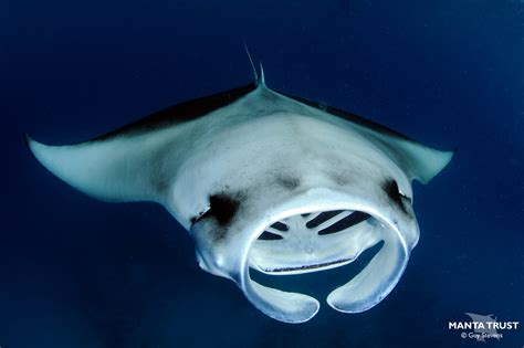 What Are Mobulids Manta And Devil Ray Ecology And Biology — Manta Trust